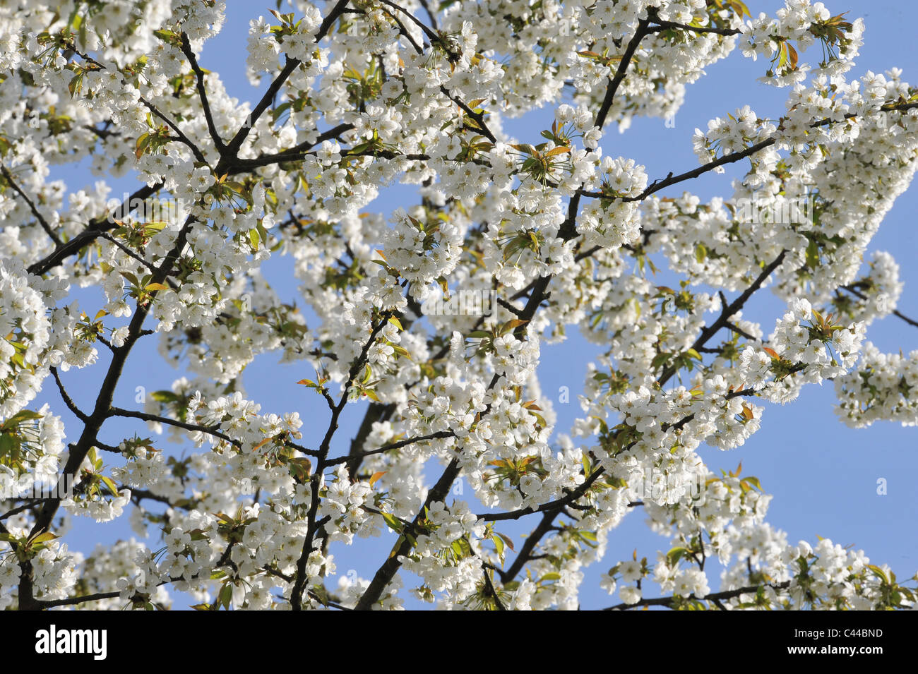 Baum, Blüten, blüht, Obstbaum, Kirsche, weiße Blüten, Prunus avium Stockfoto