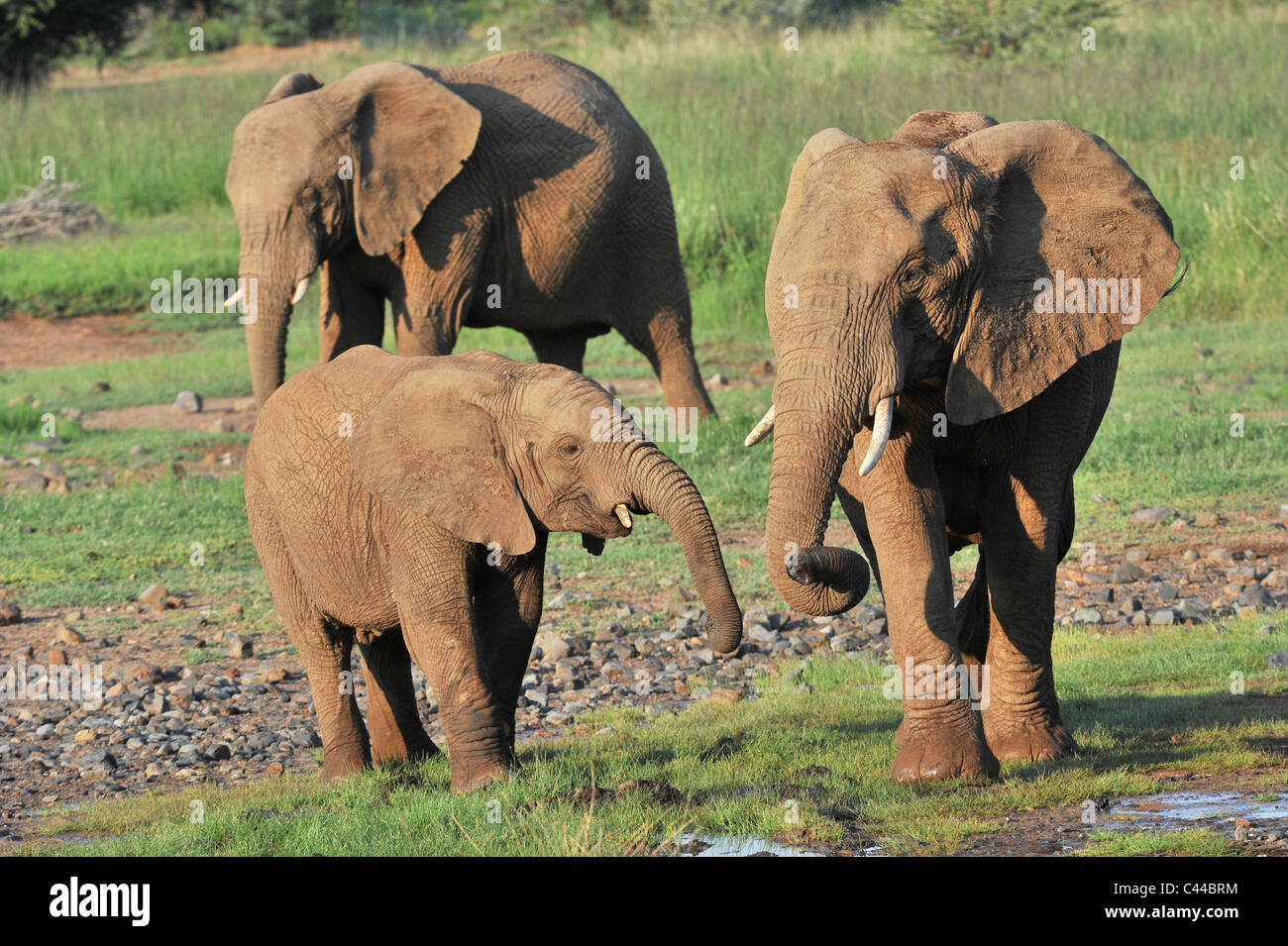 Südafrika, Afrika, Pilanesberg, Nationalpark, Elefanten, Tiere, Stockfoto