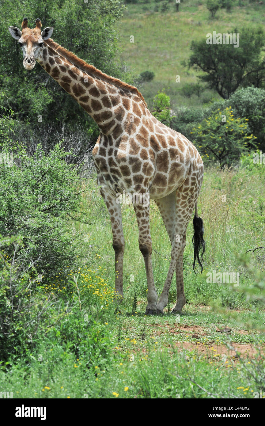 Südafrika, Afrika, Pilanesberg, Nationalpark, Giraffe, Tier, Stockfoto