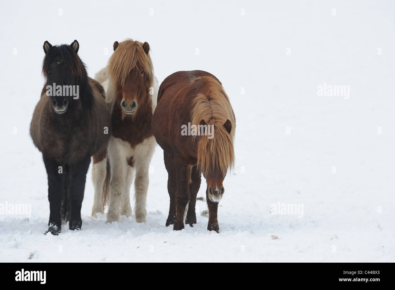 Isländische Pferd (Equus Ferus Caballus). Drei Personen auf einer schneebedeckten Wiese stehen. Stockfoto