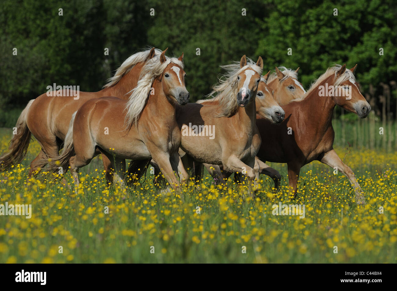 Haflinger-Pferd (Equus Ferus Caballus). Herde von jungen Stuten Trab auf einer Wiese. Stockfoto
