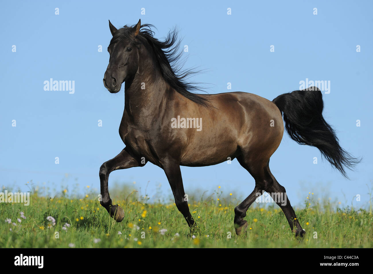Lusitano (Equus Ferus Caballus), Hengst im Trab auf einer Wiese. Stockfoto