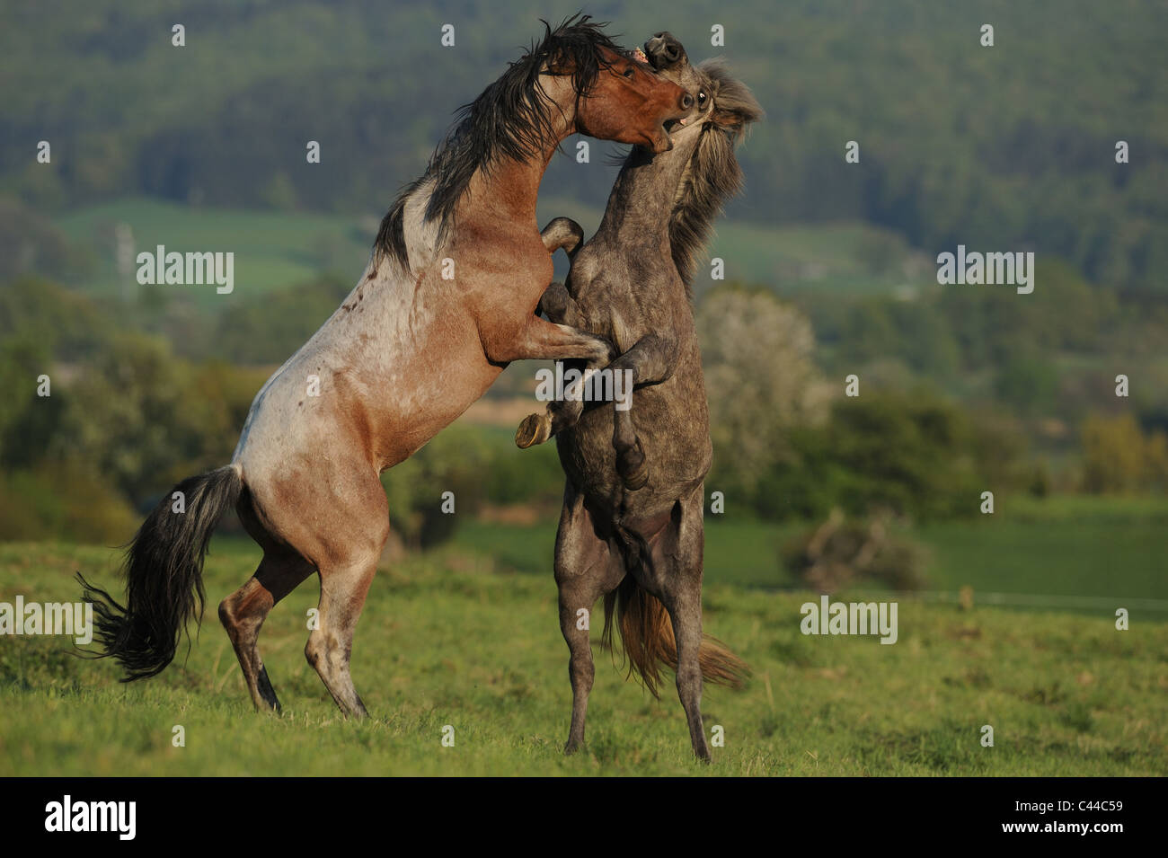 Mangalarga Marchador und isländische Pferd (Equus Ferus Caballus). Junghengste auf einer Wiese kämpfen. Stockfoto
