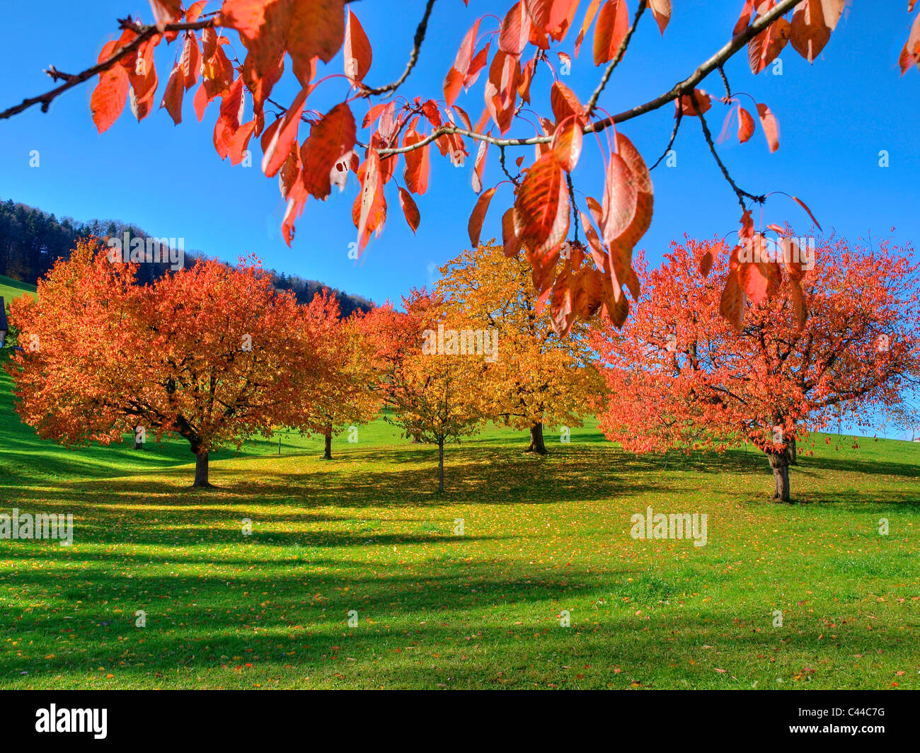 Bäume, Blätter, Herbst, Kanton Zürich, Schweiz, Herbst Bäume, Farben ...