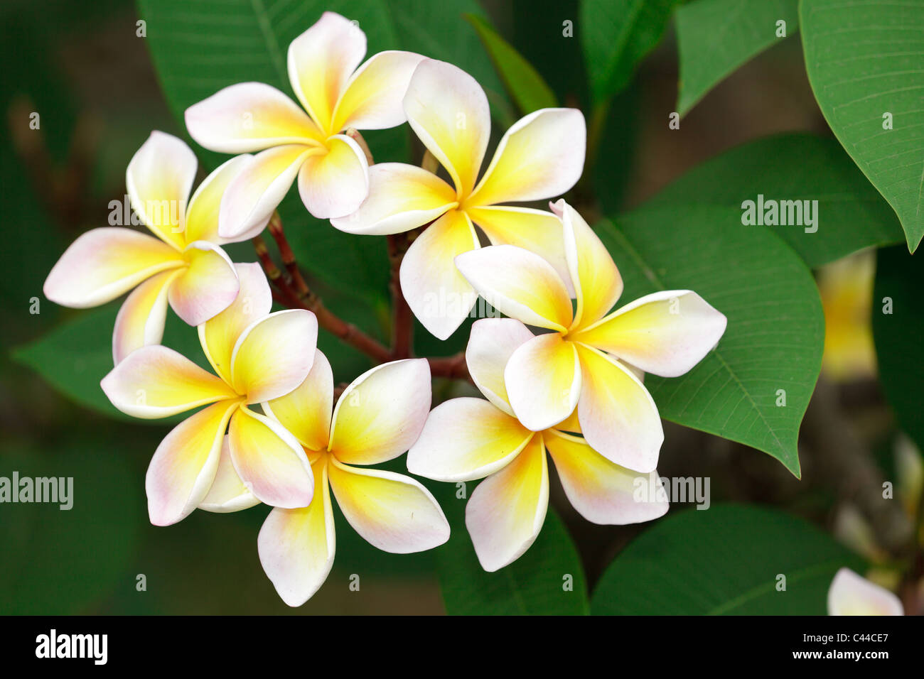 gelbe Frangipani Blüte mit Blättern Stockfoto