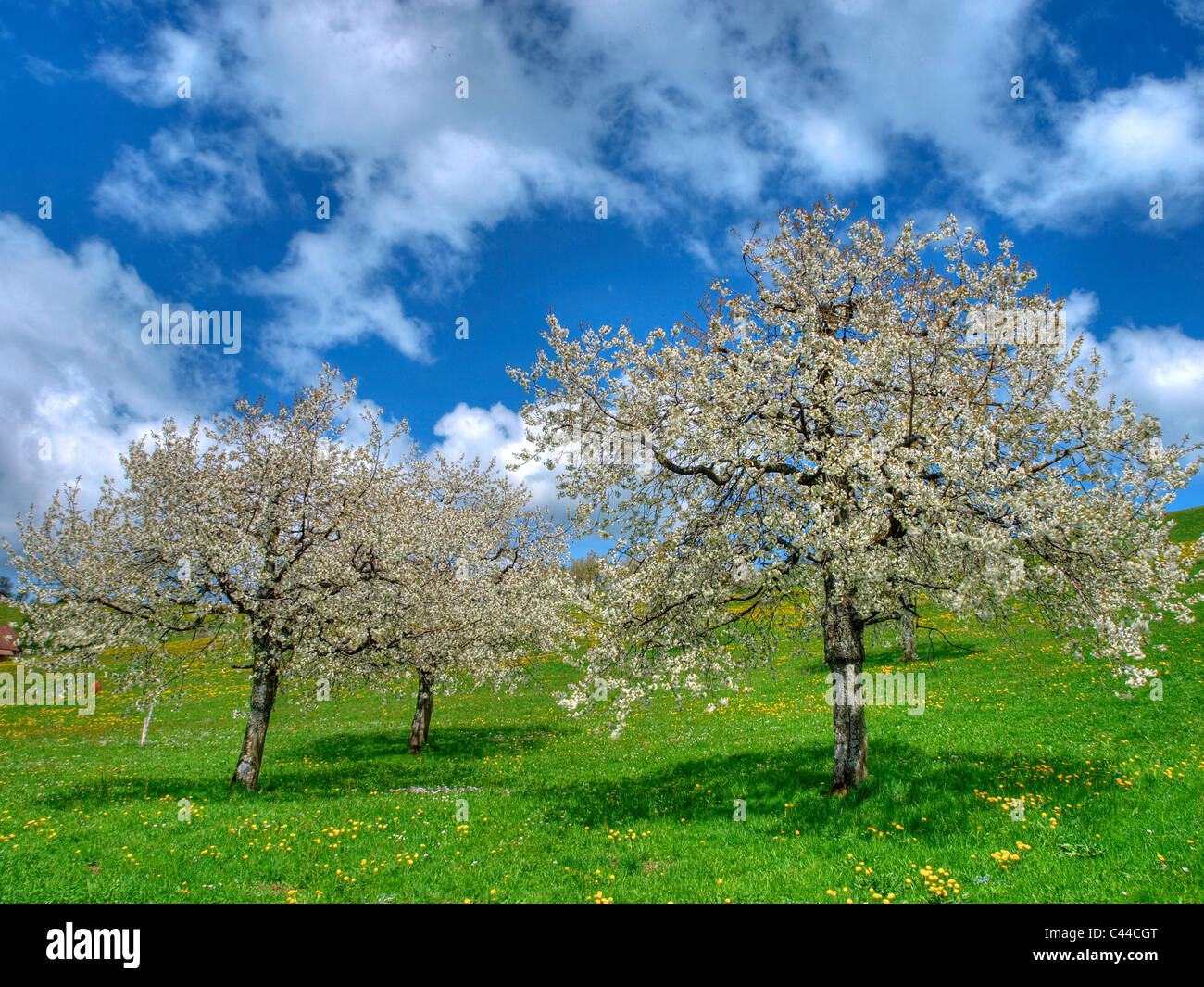 Frühling, Kirschbäume, Landschaft, Natur, Querformat, Tag, Wiese, Wolken, Bäume, Gubel, Kanton Zug, Frühling, Stockfoto