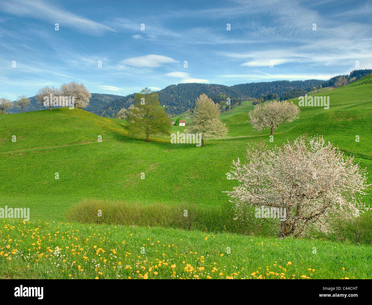 Bauernhof, Bäume, Blumen, Frühling, Berg, Wiese, Kanton Zug, Berg,  Landschaft, Schweiz, Menzingen Stockfotografie - Alamy