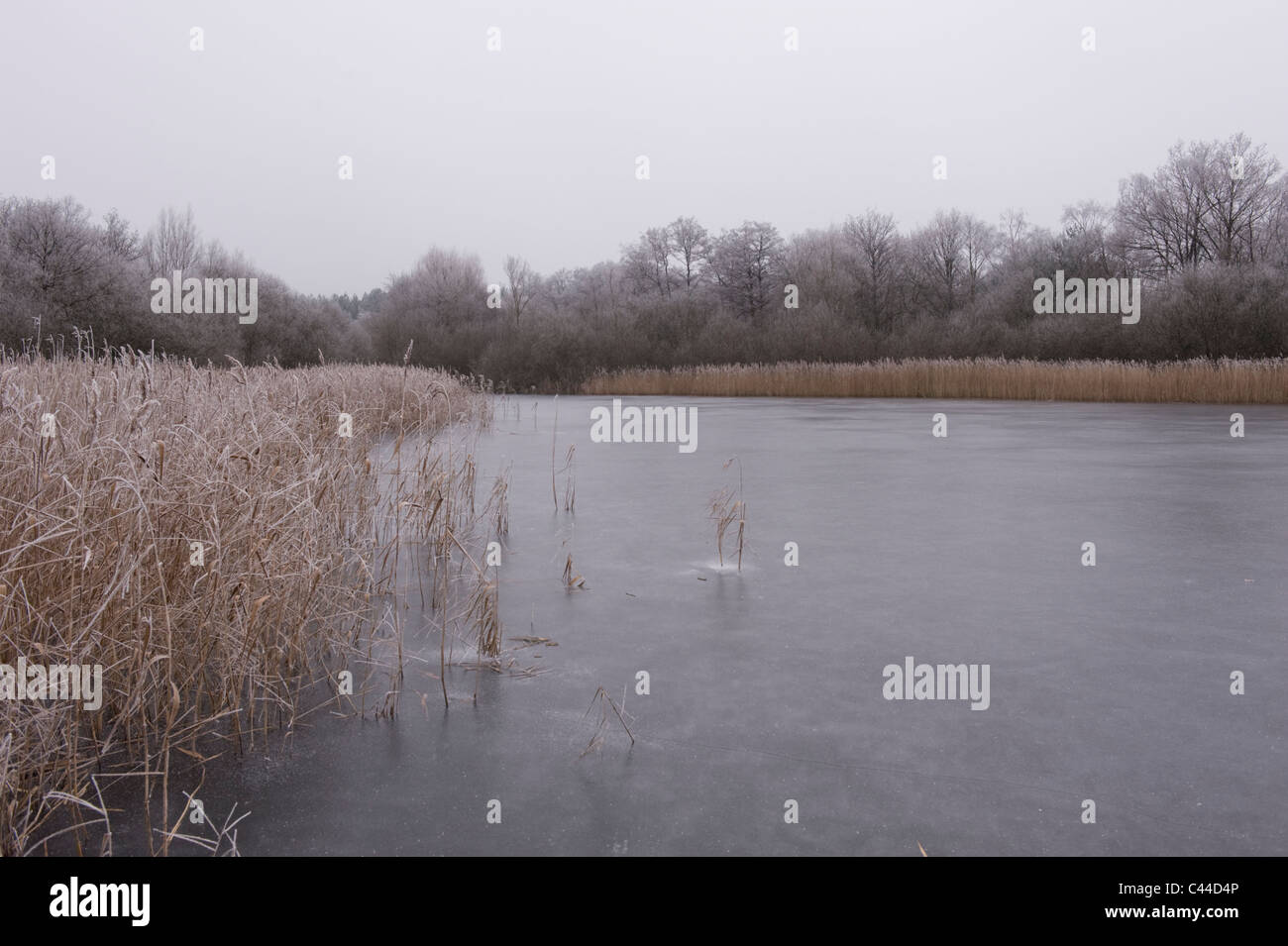 Zugefrorenen See, Frensham Teiche, Frensham, Surrey, UK Stockfoto