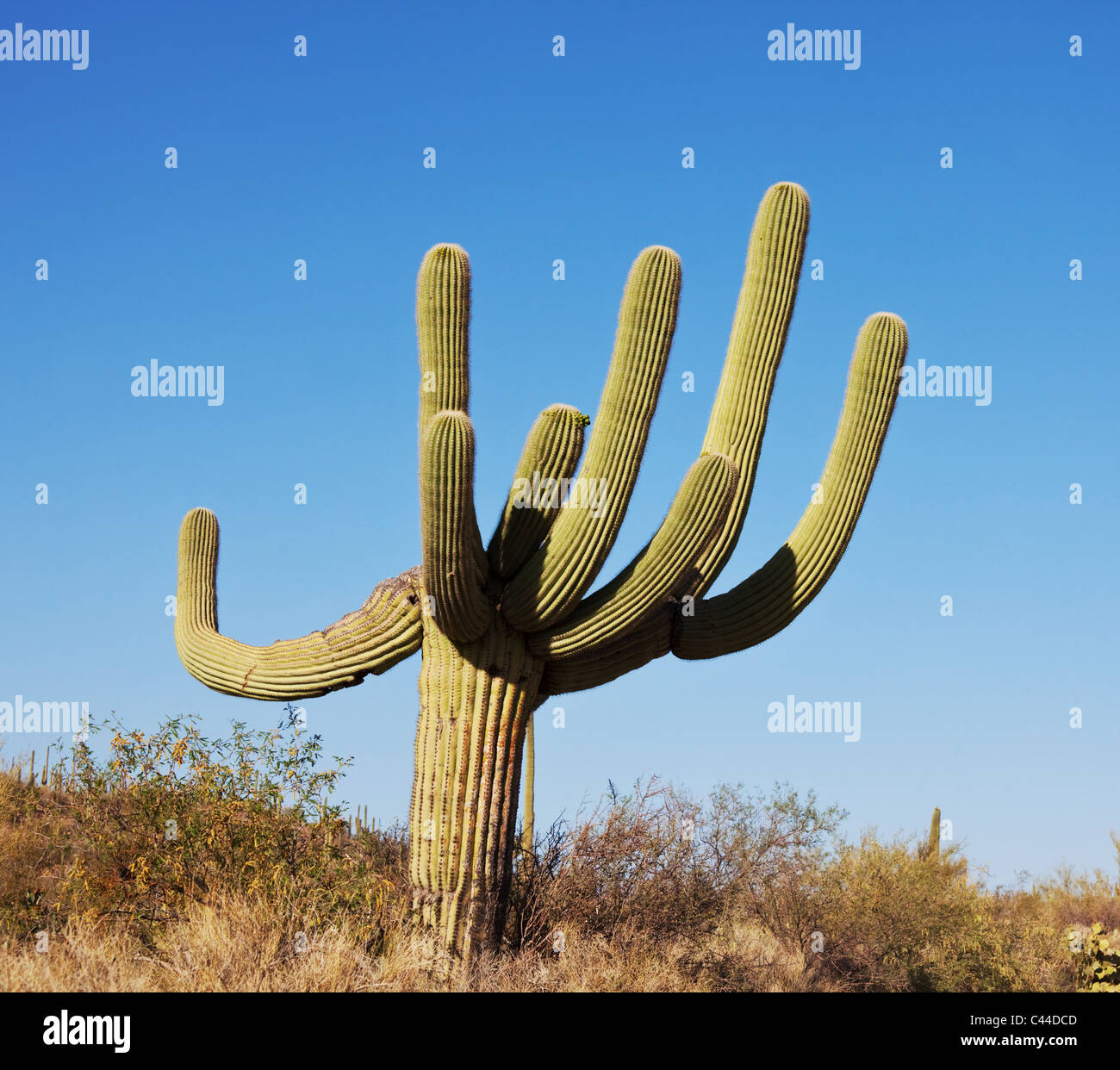 Saguaro-Kaktus Stockfoto