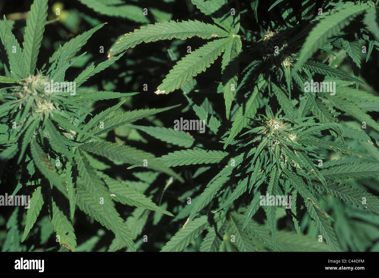 Switzerland Cannabis Drugs Hemp Valais Stockfotos und -bilder Kaufen - Alamy