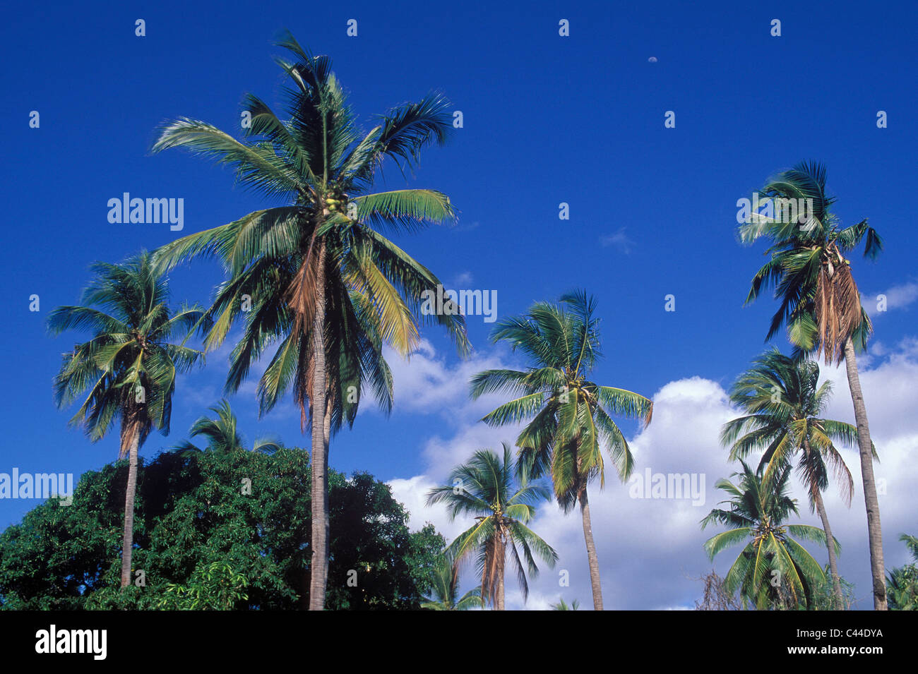 Komoren-Archipel, Komoren, Indischer Ozean, Italien, Mayotte, Département Français, Palmen, Stockfoto