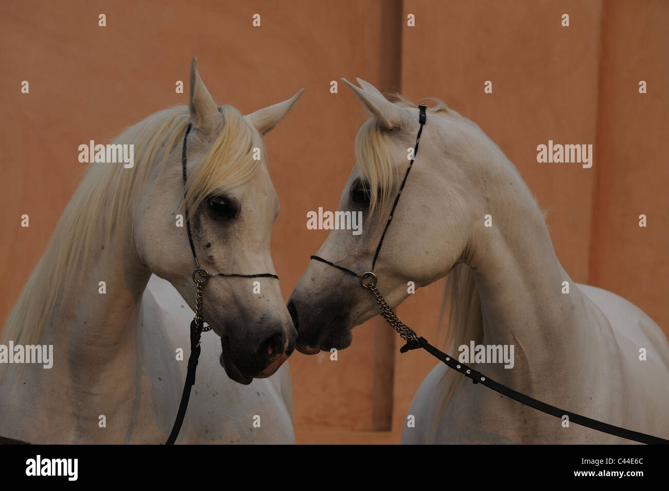 Arabisches Pferd (Equus Caballus Ferus). Zwei Stuten, die Kopf an Kopf, schnüffeln an einander. Stockfoto