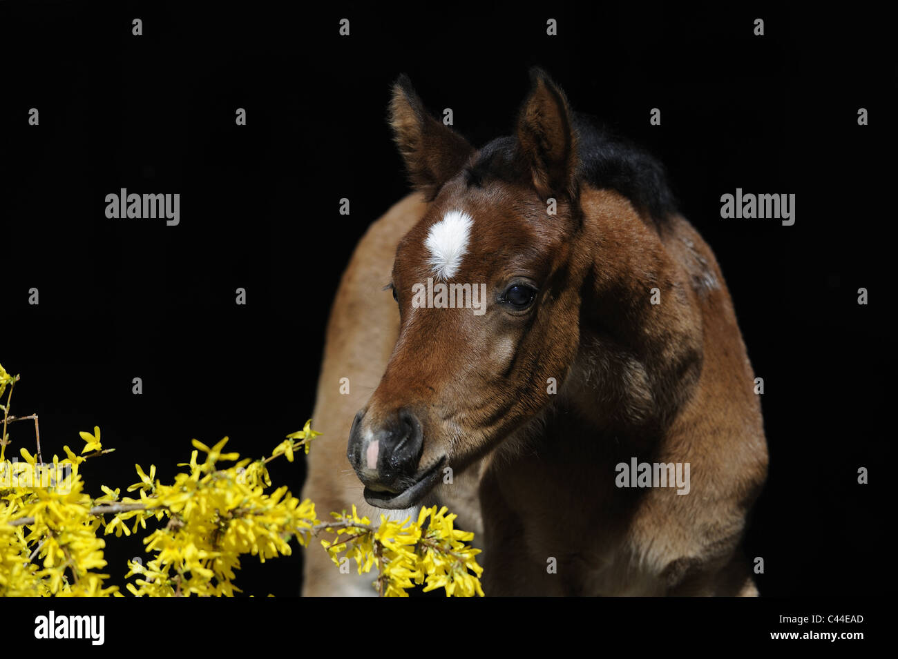 Reinrassigen arabischen Pferd (Equus Ferus Caballus). Bucht Fohlen schnüffeln an einem blühenden Forsythien. Stockfoto