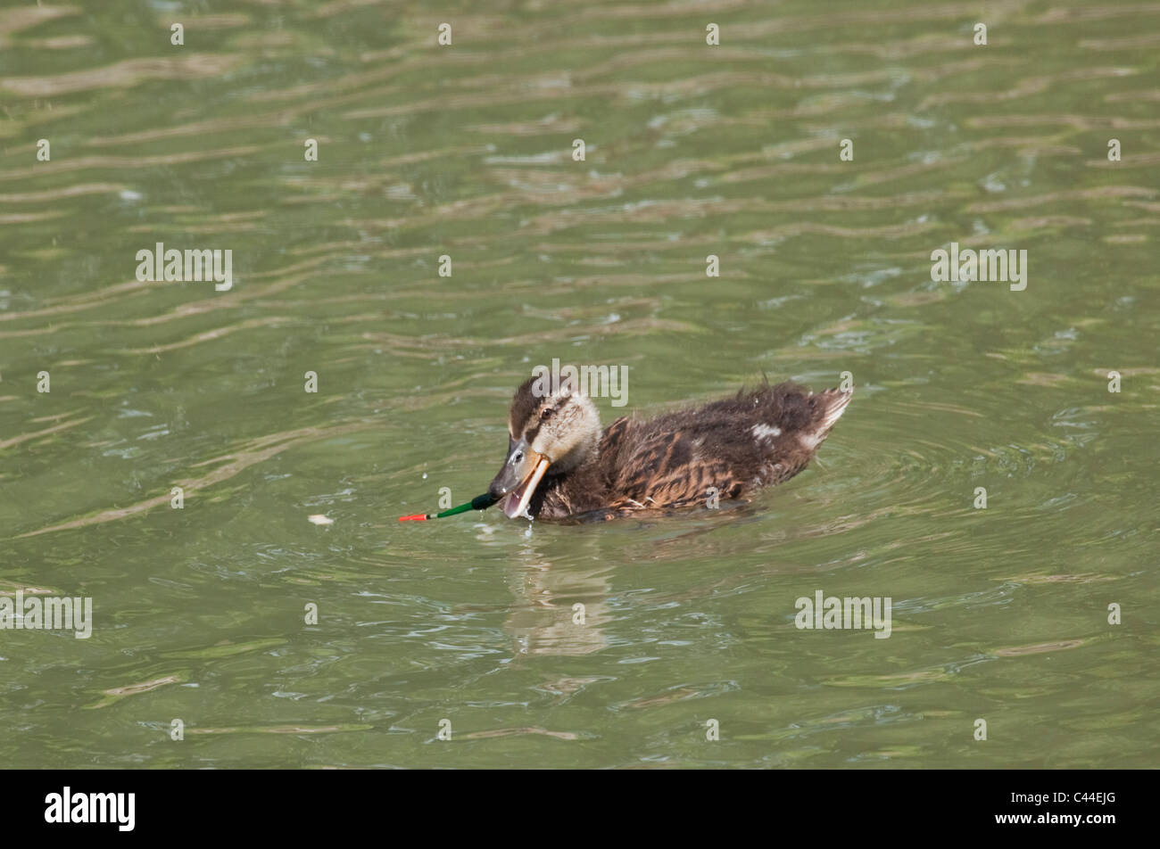 Stockente Entlein in Angelschnur verfangen. Stockfoto