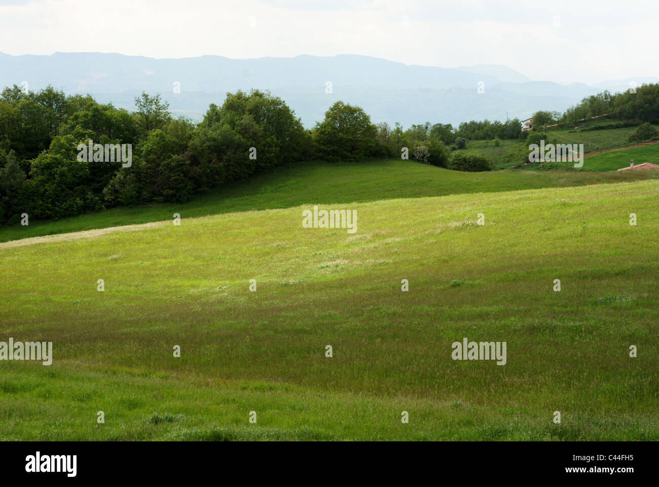 Grüne Wiese, die von der Sonne beleuchtet Stockfoto
