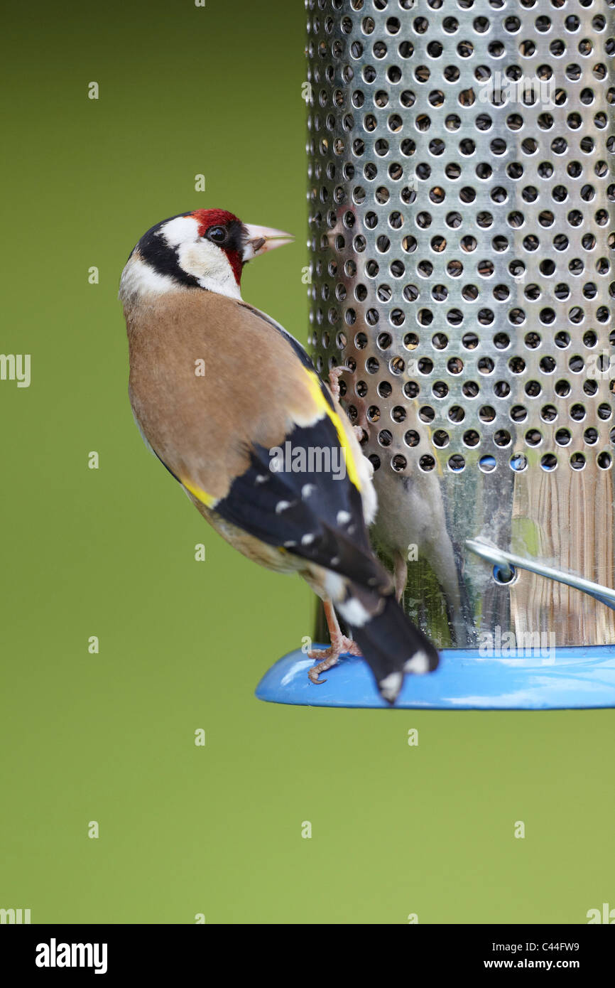 Stieglitz, Zuchtjahr Zuchtjahr Fütterung auf Niger Samen Vogelhäuschen, UK Stockfoto