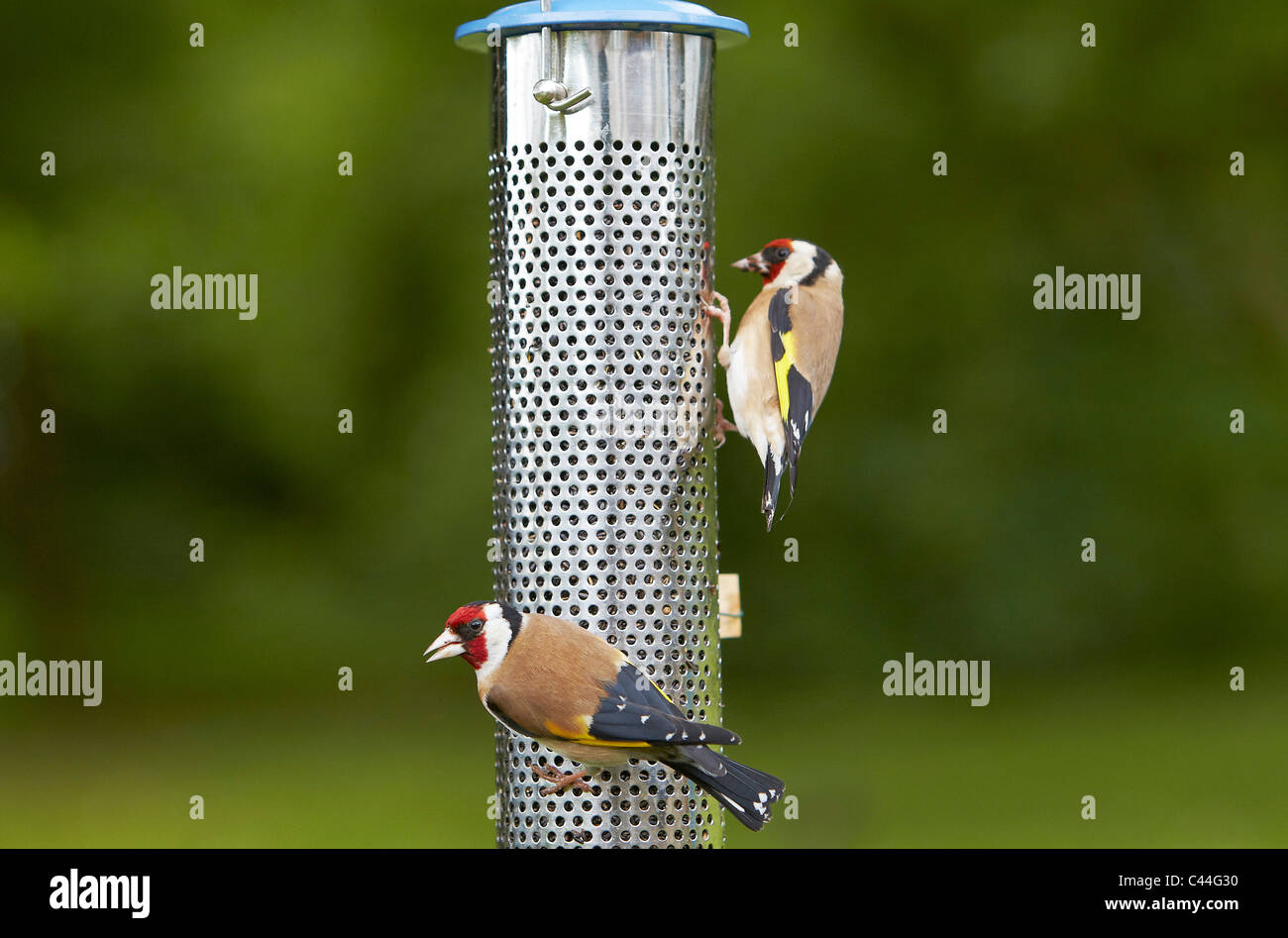 Stieglitz, Zuchtjahr Zuchtjahr Fütterung auf Niger Samen Vogelhäuschen, UK Stockfoto