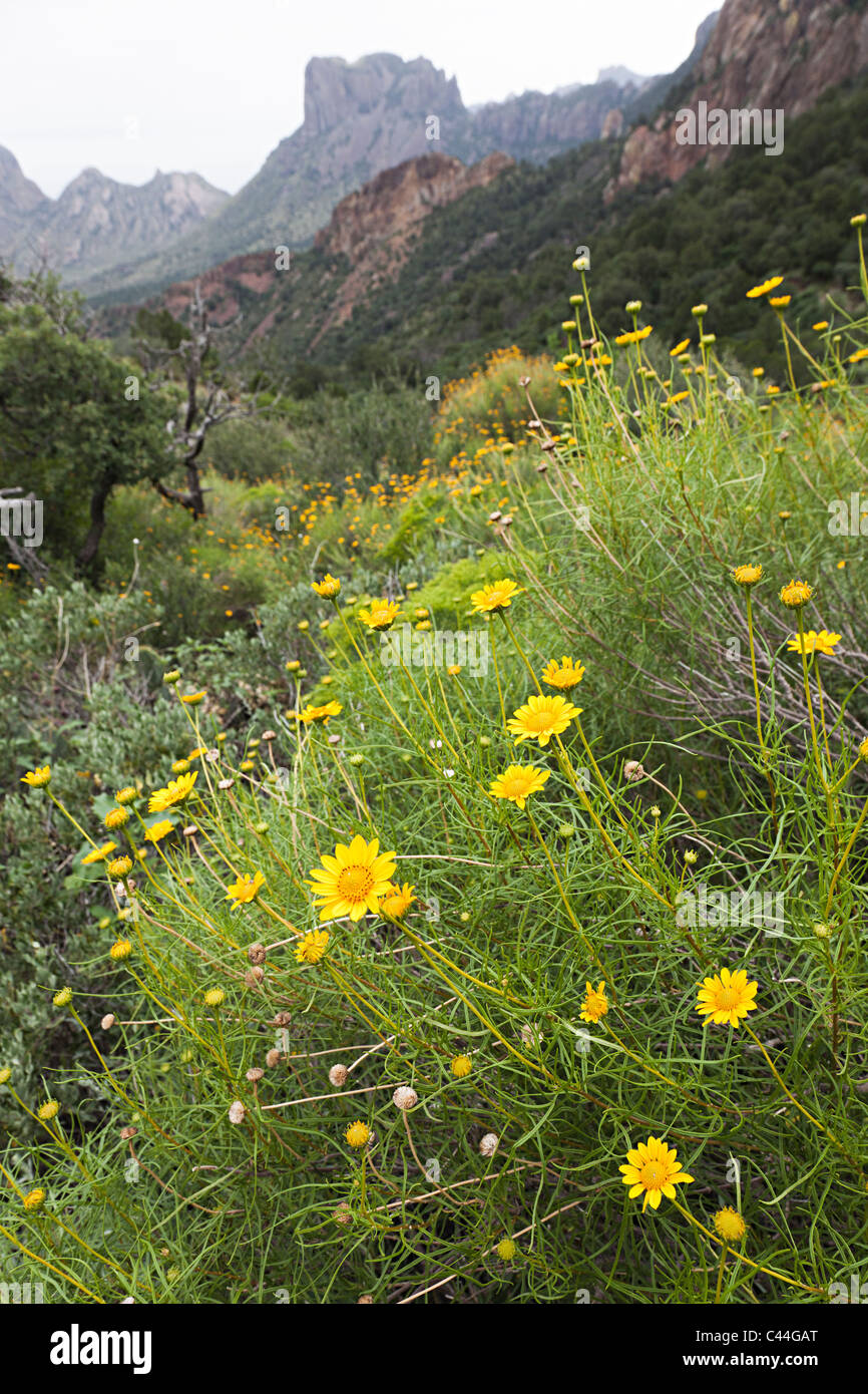 Wilde Blumen Big Bend Nationalpark Texas USA Stockfoto