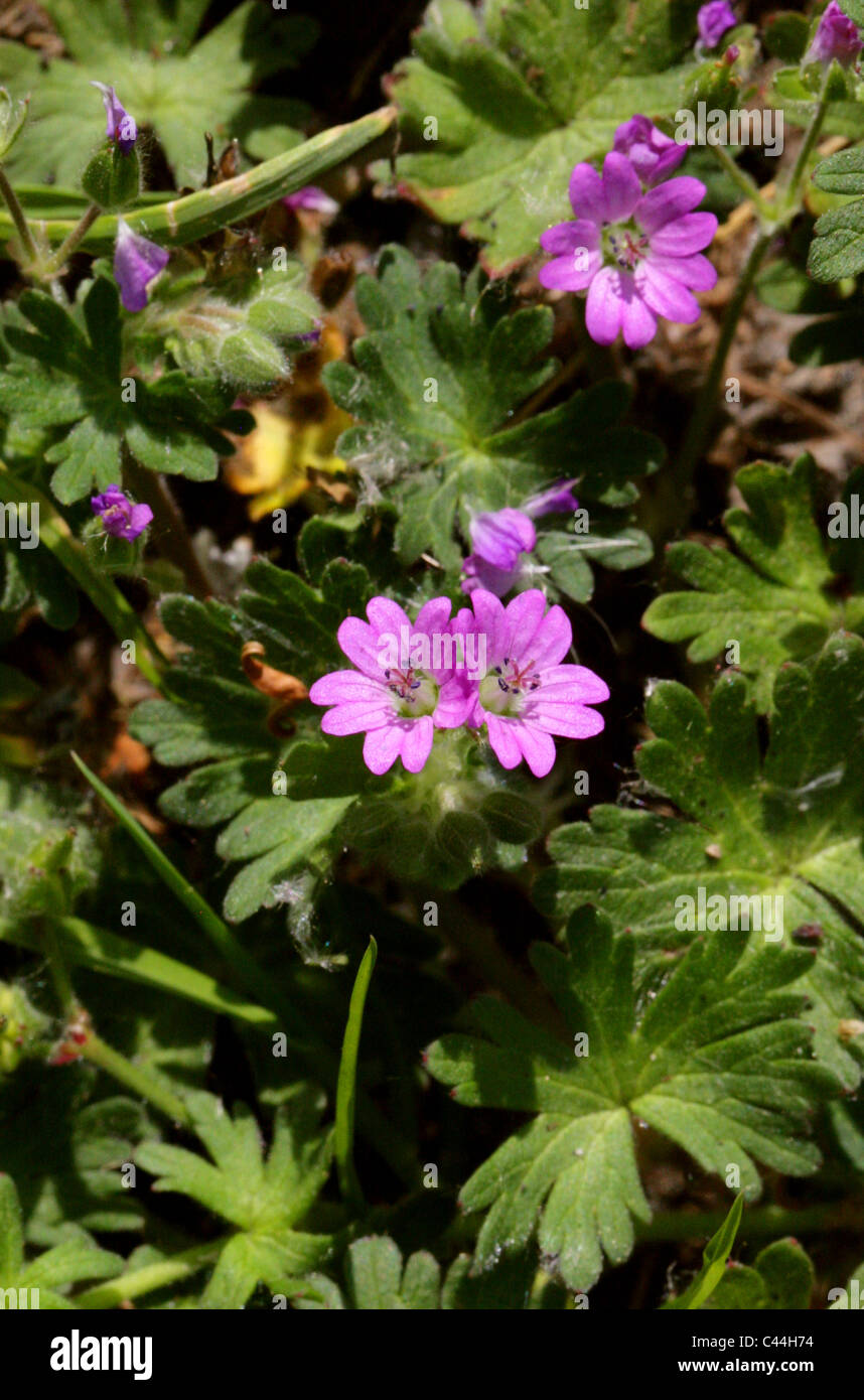 Hecke Storchschnabel, Geranium Pyrenaicum, Geraniaceae. Britische wilde Blume. Stockfoto