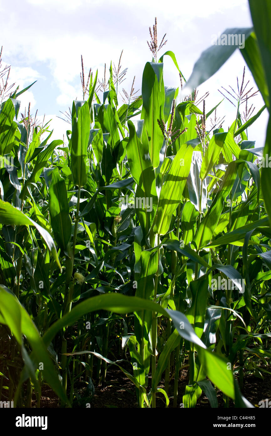 Mais Maise Maispflanze grüne Ohren hoch wachsen Ernte Reifen Tag sonnigen Sommer Herbst versammeln sich in Ernte Bauernhof Stockfoto