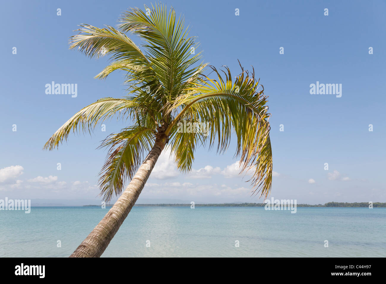 Boca Del Drago Strand, Isla Colon, Bocas Del Toro, Panama Stockfoto