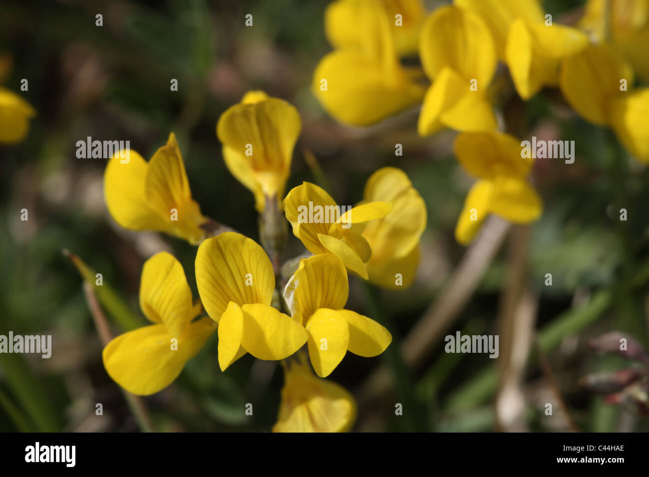 Horseshoe Vetch Hippocrepis comosa Stockfoto