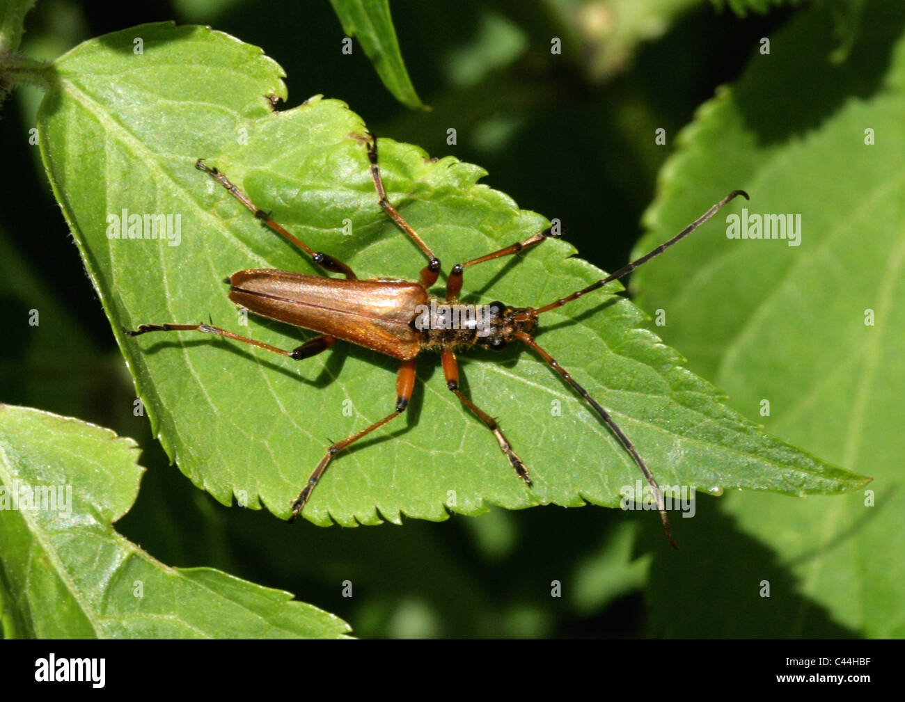 Variable Long-gehörnte Käfer, Stenocorus Meridianus, Lepturinae, Cerambycidae, Coleoptera Stockfoto