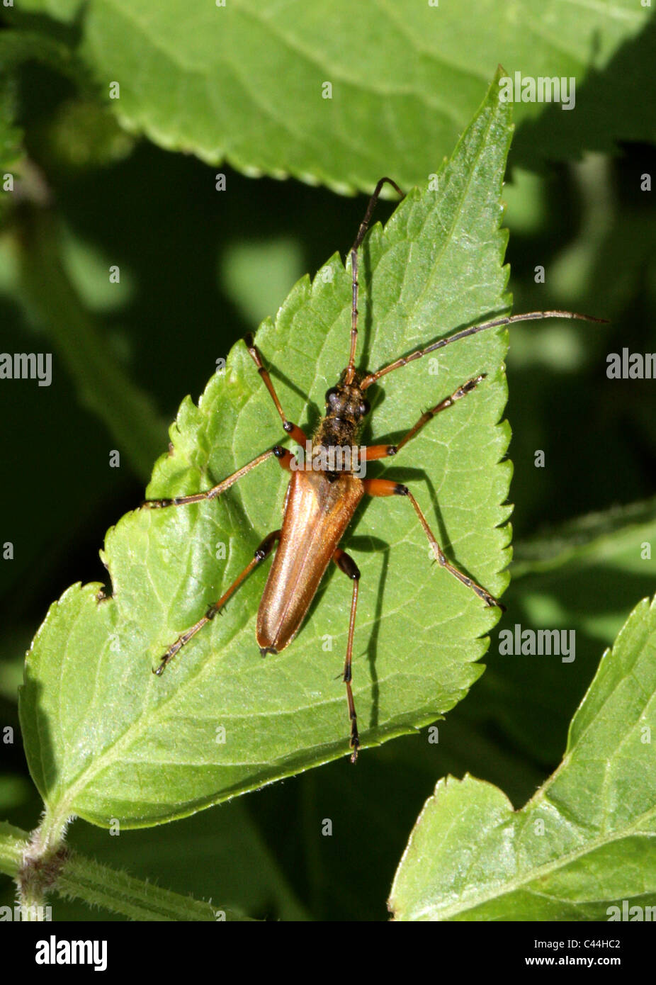 Variable Long-gehörnte Käfer, Stenocorus Meridianus, Lepturinae, Cerambycidae, Coleoptera Stockfoto