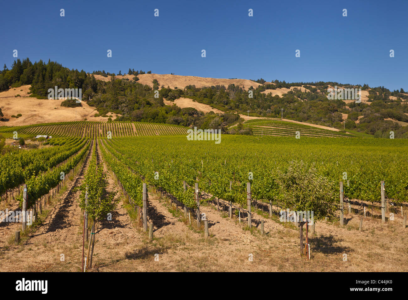 BOONVILLE, Kalifornien, USA - Weinkulturlandschaft in Mendocino County. Stockfoto