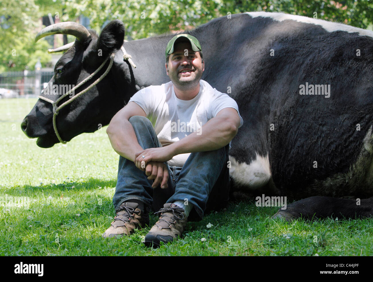 Landwirt mit einem großen Ochsen für Geschichte-Tages-Veranstaltung auf Boston Common Stockfoto