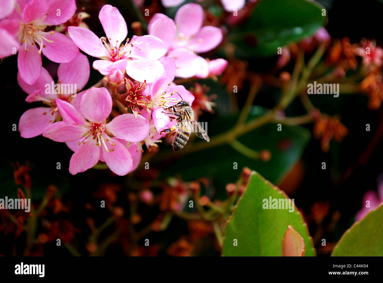 Eine Biene, die rosa Blüten bestäuben Stockfoto