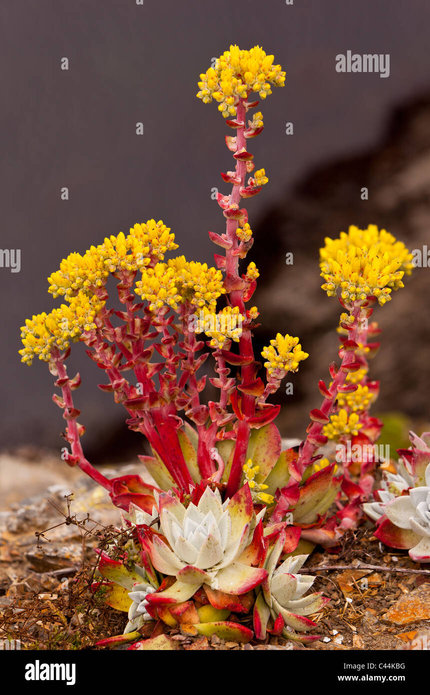 MENDOCINO HEADLANDS STATE PARK, Kalifornien, USA - Pazifik Fetthenne Pflanze, Sedum Spathulifolium, Blume, auf küstennahen Klippen. Stockfoto