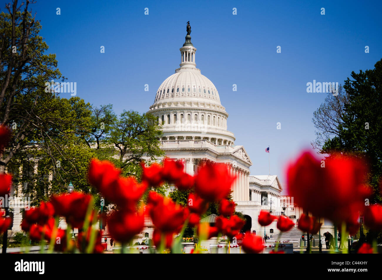 WASHINGTON, DC, USA – Im Vordergrund blüht Eine lebhafte Frühlingstulpen, die einen farbenfrohen Kontrast zum majestätischen Kapitol der Vereinigten Staaten im Hintergrund bilden. Diese malerische Szene fängt die Schönheit von Washington, DC im Frühling ein, mit der ikonischen neoklassizistischen Architektur des Kapitols, ergänzt durch die sorgfältig gestalteten Gärten und saisonalen Blumenarrangements. Stockfoto