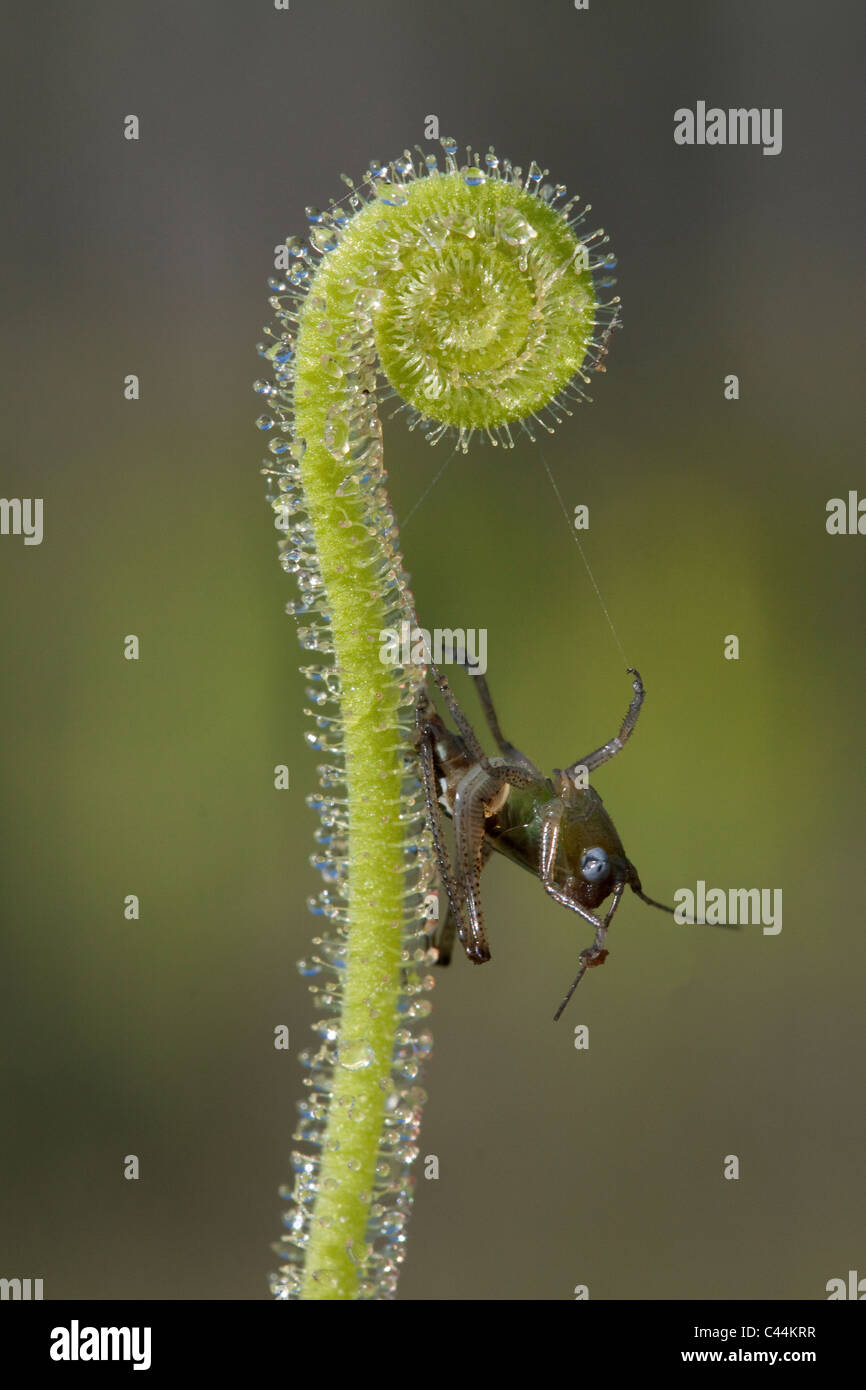 Insekt gefangen auf Thread-leaved Sonnentau Blättern Drosera Filiformis Var Tracyi Florida USA Stockfoto