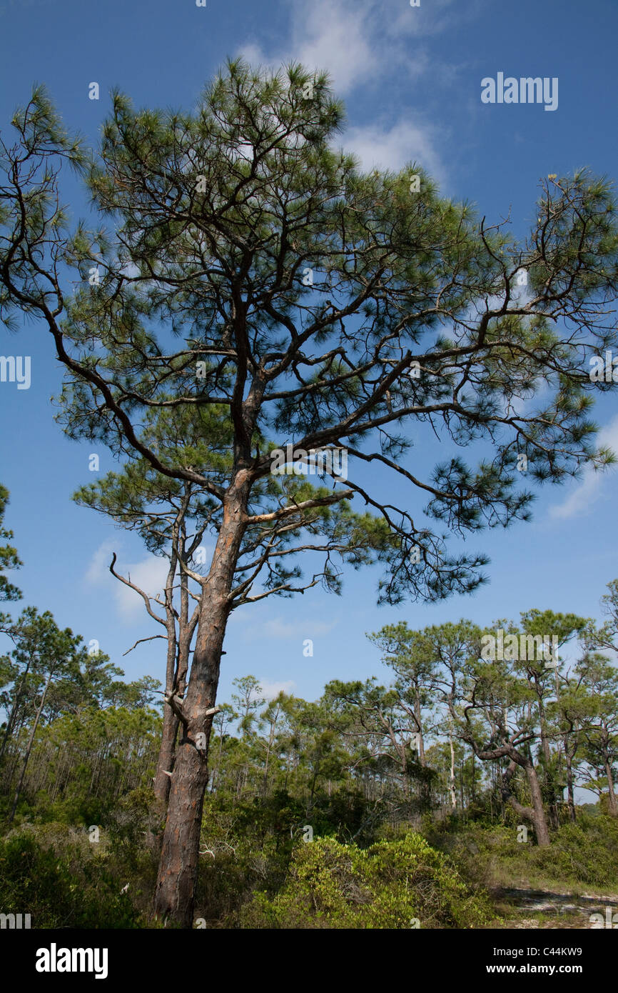 Senken Sie Kiefer Pinus Elliottii Maritime Wald St George Island State Park Golf von Mexiko Florida USA Stockfoto