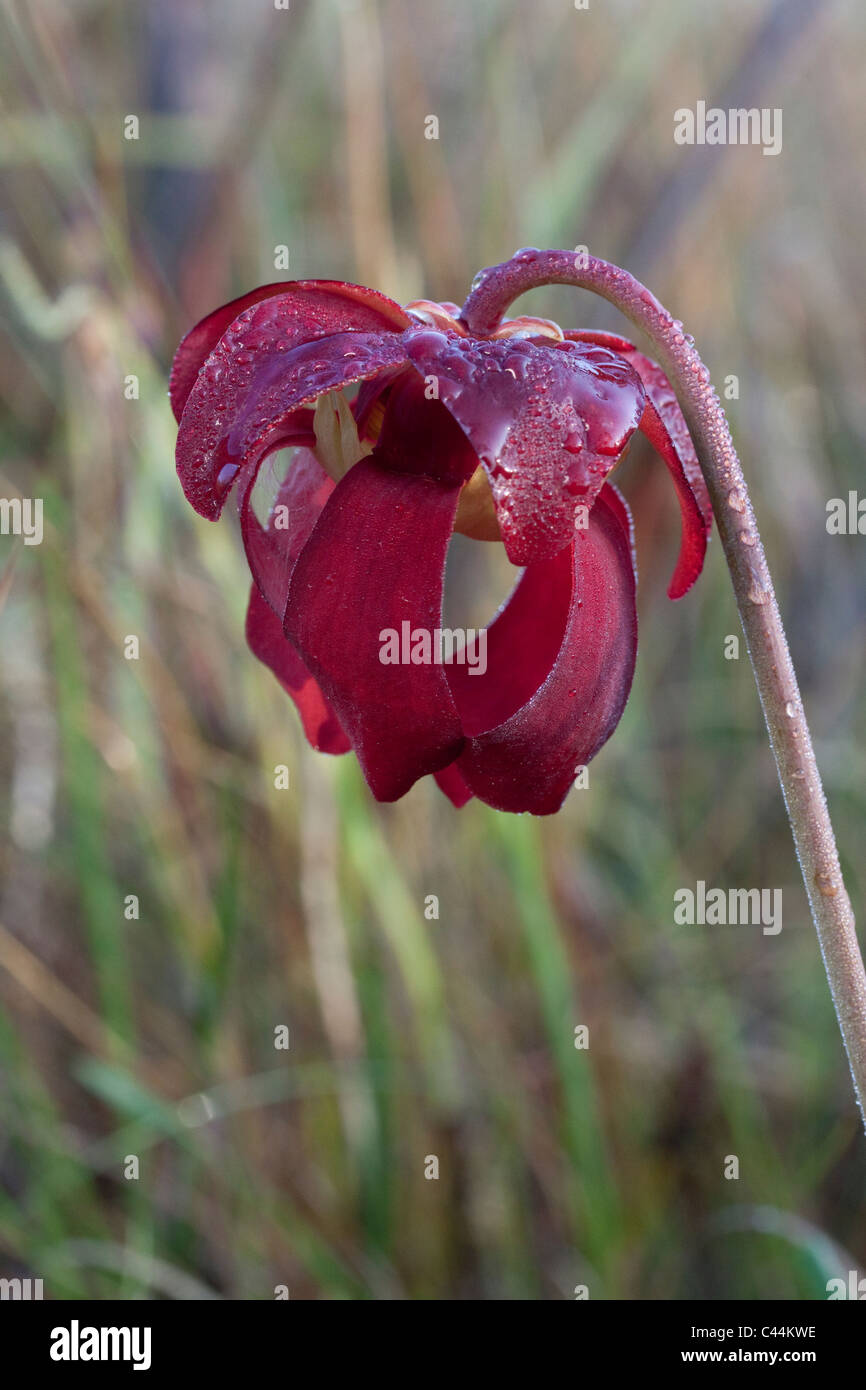 Blume des Papageien Schlauchpflanze Sarracenia Psittacina Südosten der USA Stockfoto