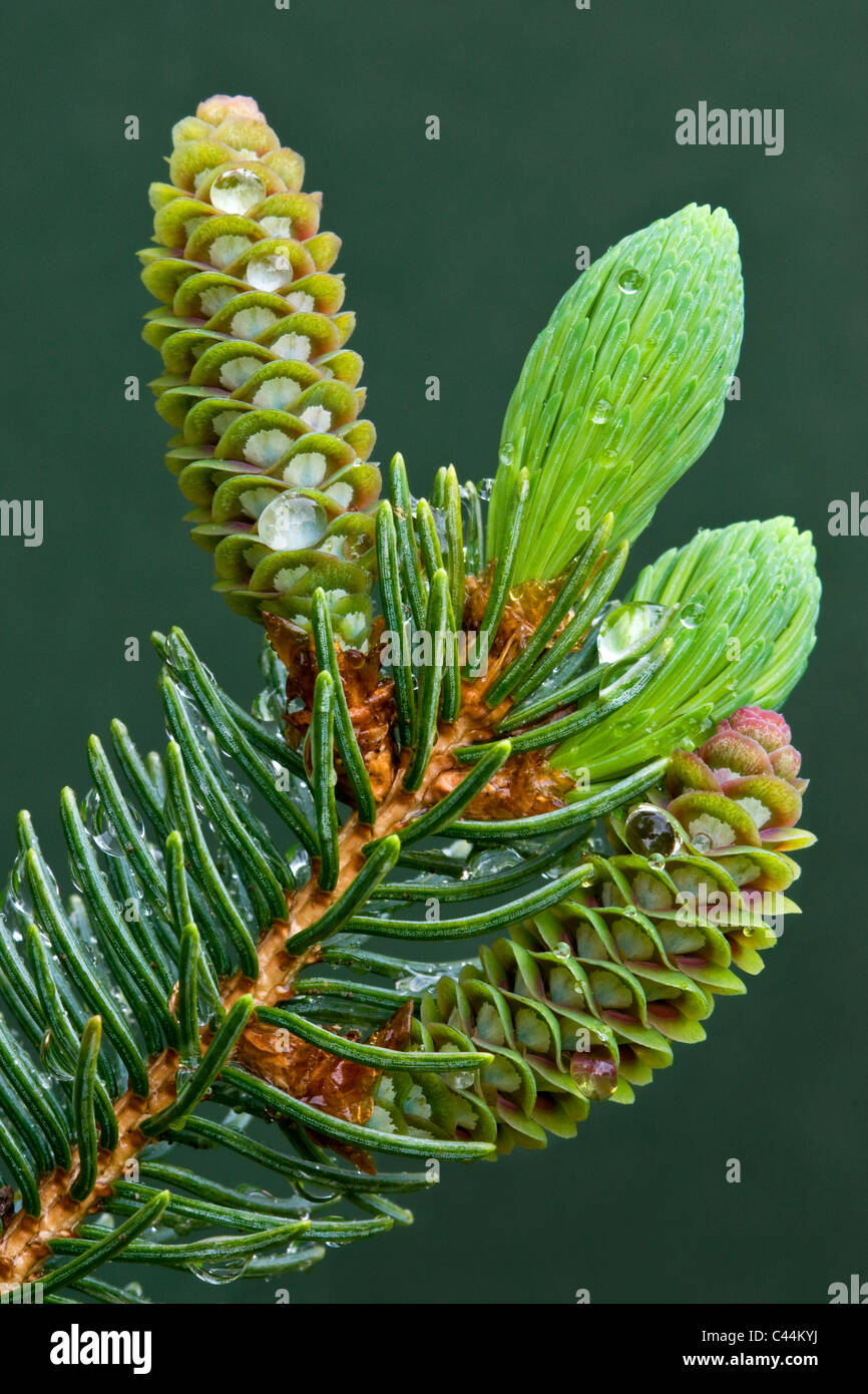 Zapfen der weiße Fichten Picea Glauca entwickeln nach Regen Michigan USA Stockfoto