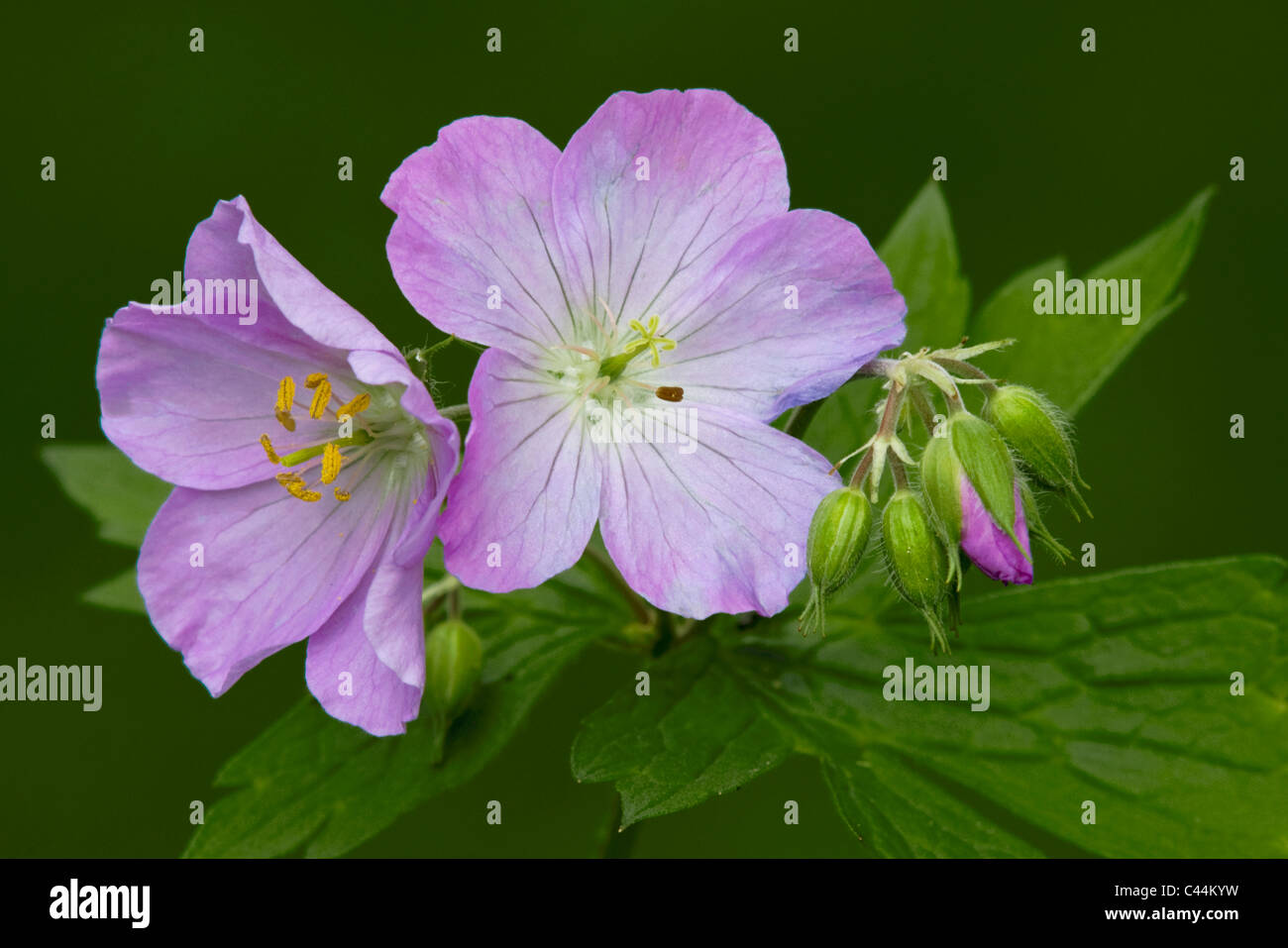 Wild Geranium Maculatum Blüten und Blütenknospen Spring Osten der Vereinigten Staaten und Kanada Stockfoto