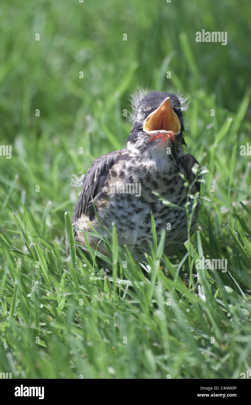 Junge Robin Gras mit Mund öffnen Stockfoto
