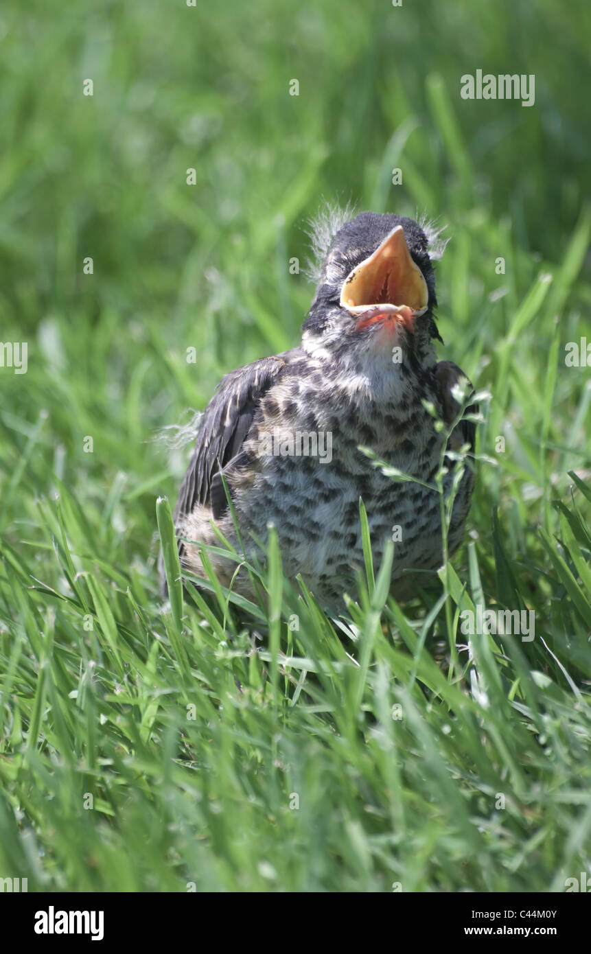 Junge Robin Gras mit Mund öffnen Stockfoto