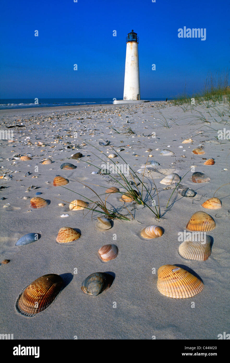 Muscheln am Strand in der Nähe von Cape St. George Lighthouse in Franklin County, Florida Stockfoto