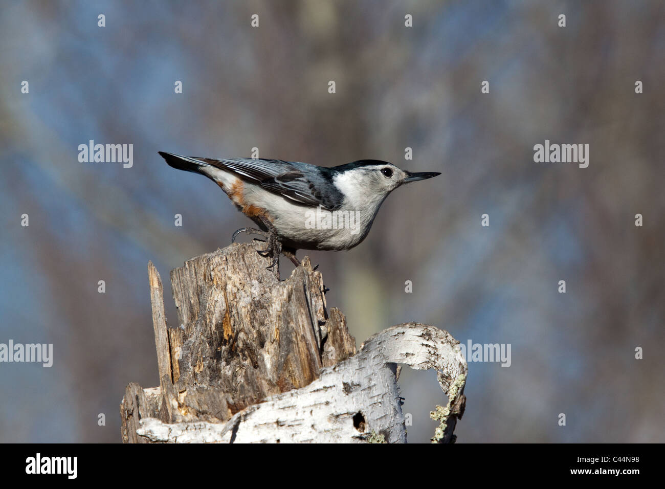 Weißer-breasted Kleiber Stockfoto