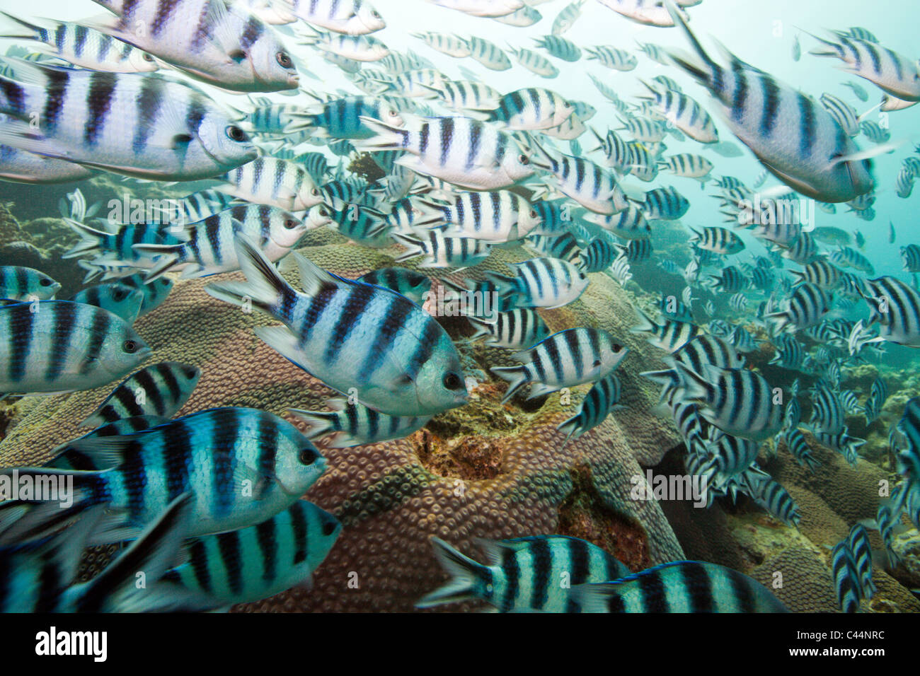 Scissor-Tail Sergeant, flachem Abudefduf Sexfasciatus, Beqa Lagoon, Viti Levu, Fidschi Stockfoto