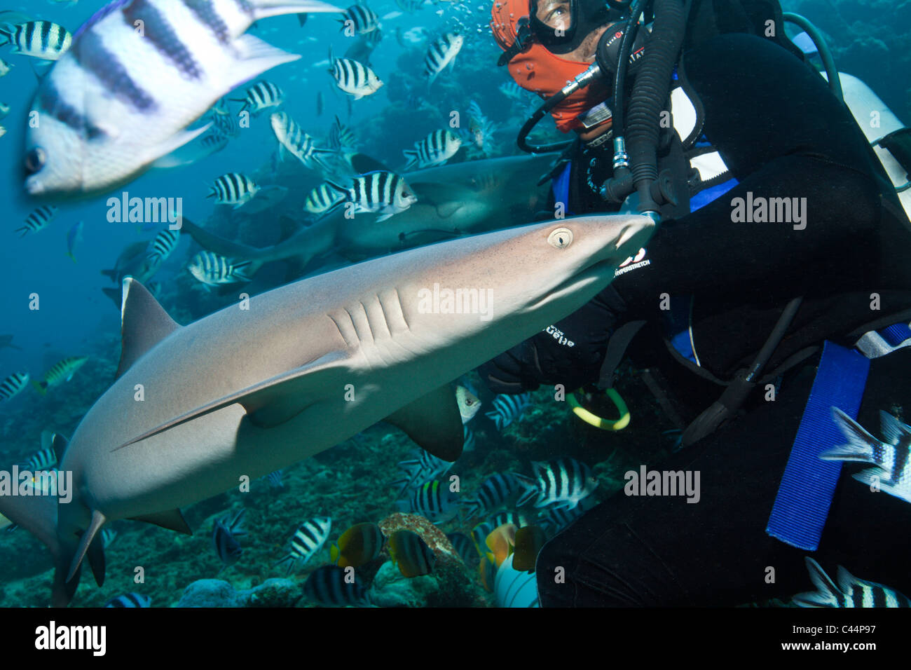 Weißspitzen-Riffhaie am Hai Fütterung, Triaenodon Obesus, Beqa Lagoon, Viti Levu, Fidschi Stockfoto