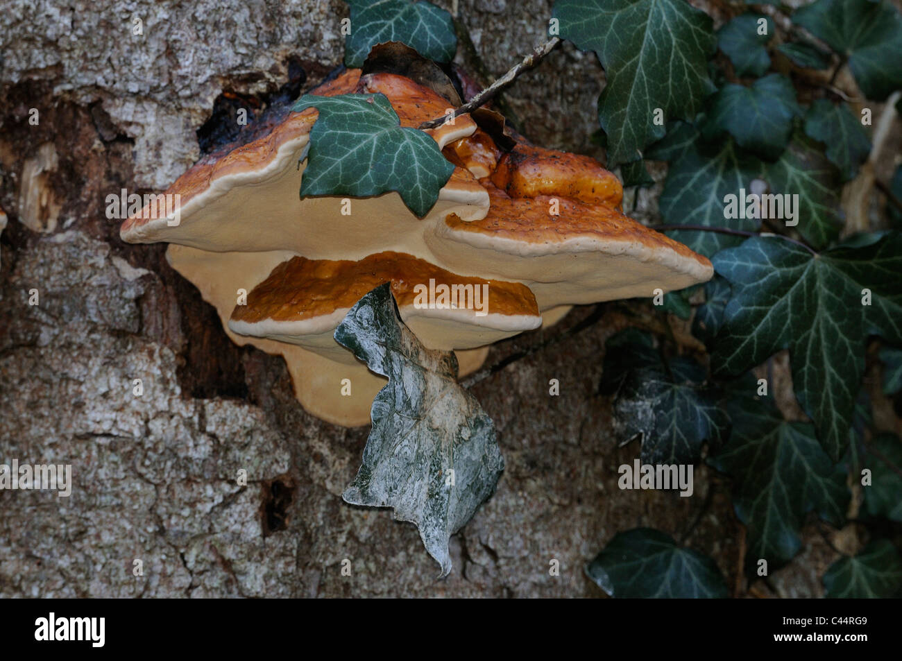 Rot-banded Polypore Fomitopsis Pinicola, Fomitopsidacae, Pilz, am Baum, Niderholz, Marthalen, Kanton Zürich, Schweiz Stockfoto