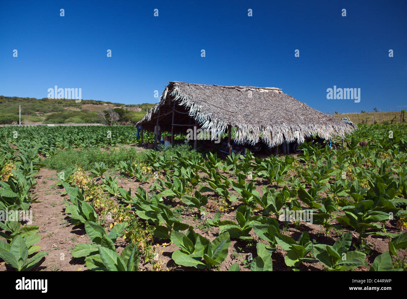 Tabak-Plantage im Outback, Punta Rucia, Dominikanische Republik Stockfoto