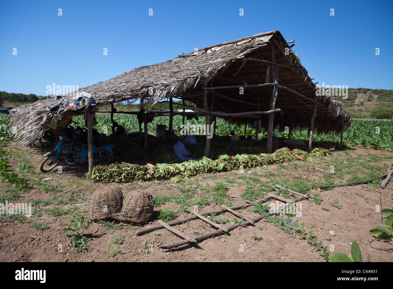 Tabak-Plantage im Outback, Punta Rucia, Dominikanische Republik Stockfoto