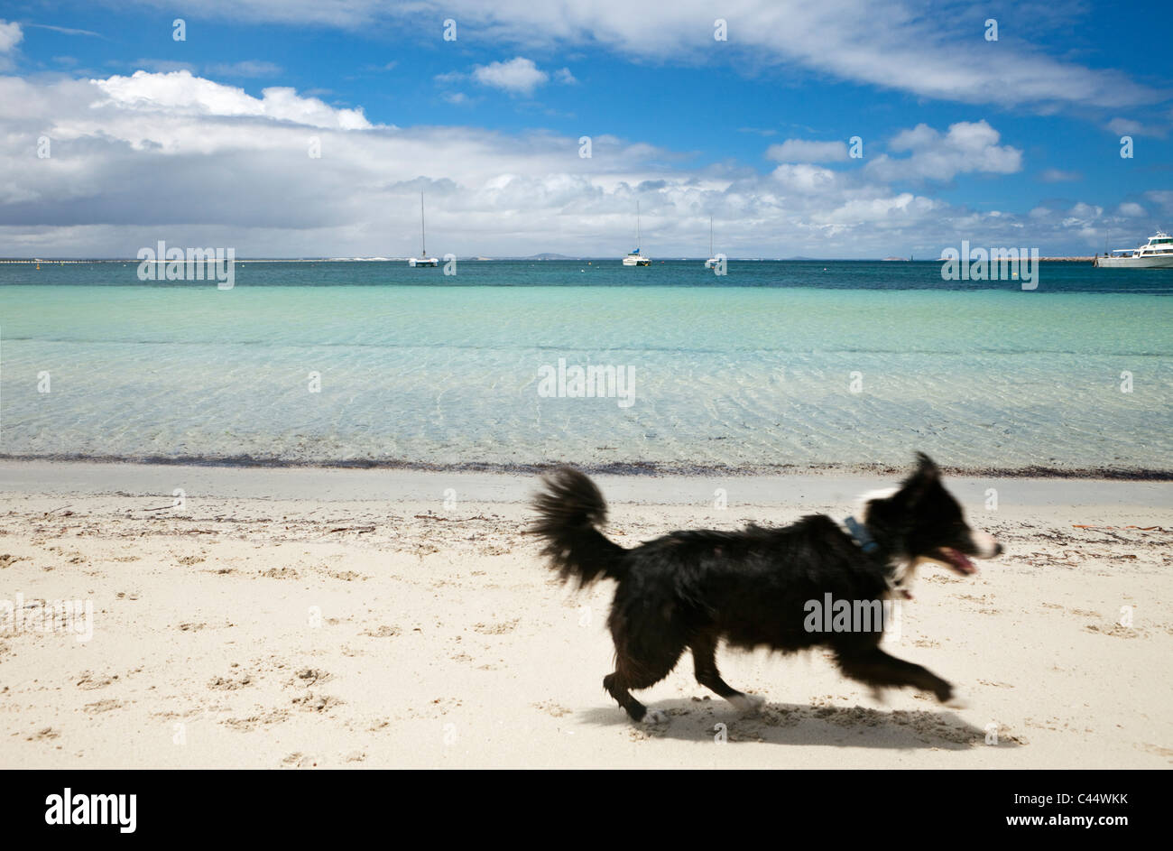 Hund am Strand spielen. Esperance Bay, Esperance, Western Australia, Australien Stockfoto