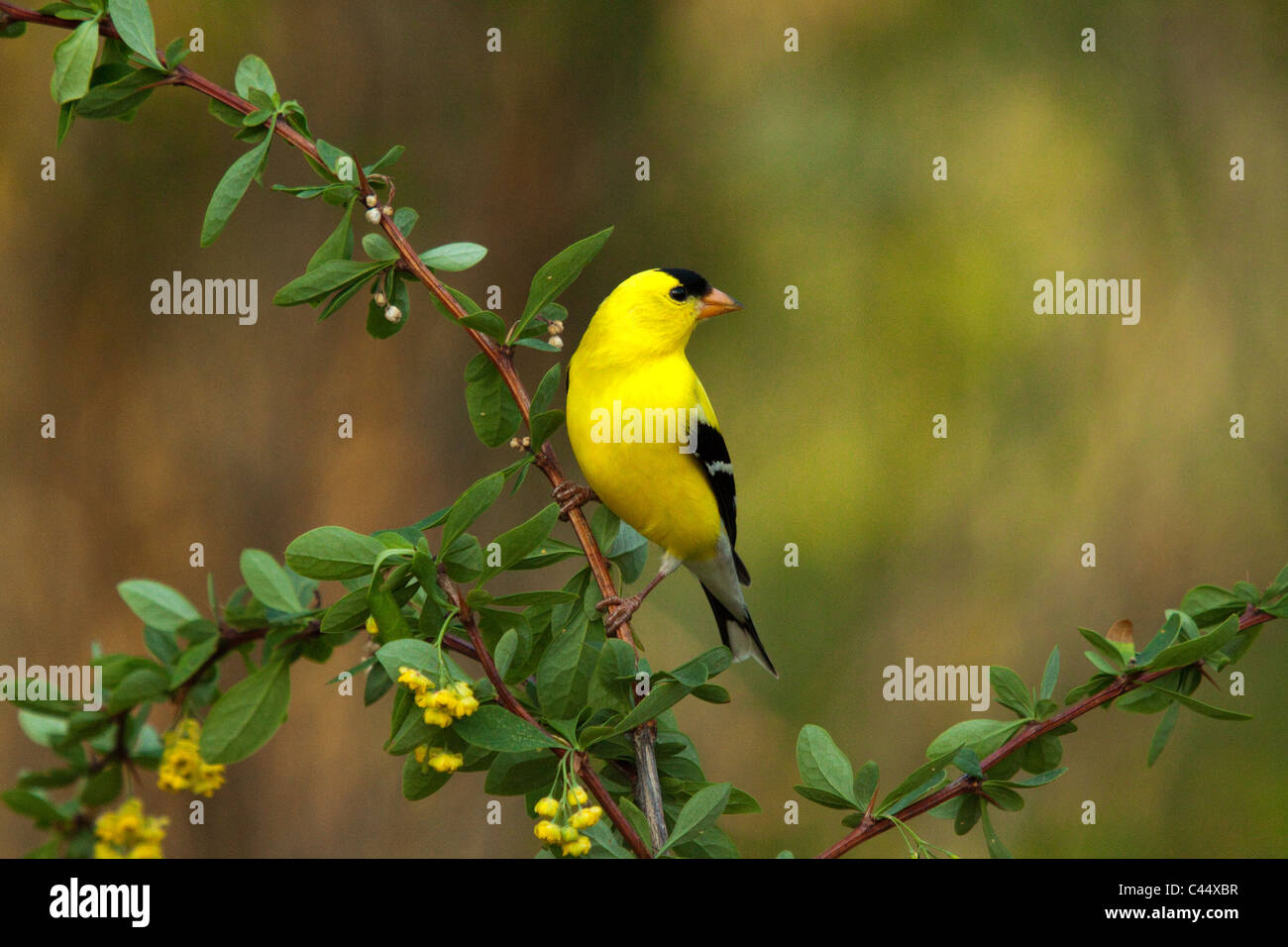 Amerikanische Stieglitz Stockfoto