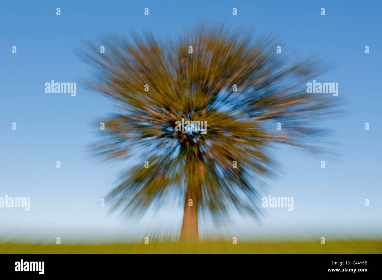 UK, Landwirtschaft, Herbst, unscharf, verschwommen, Klischee, Effekt, England, Europa, Explosion, Feld, isoliert, nicht digital, Eiche, atmosphärisch Stockfoto